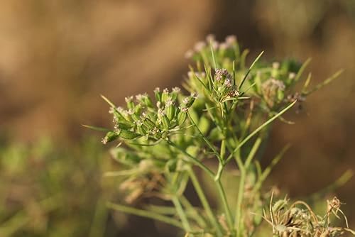 Miniatura 2 de Semillas de comino para plantar, más de 300 semillas por paquete, semillas de jardín de Isla (semillas de jardín de Isla), semillas sin OMG y