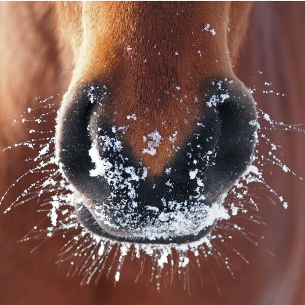 Natusat Thymia Syrup 1000 ml Soothes and Removes Slime Supplementary Feed for Horses, 1 l (Pack of 1) - Image 3
