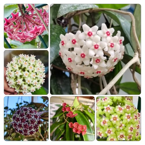 Hoya: pack de 5 plantas de exterior e interior para decoración del hogar 2
