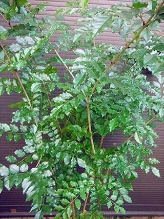 Amazon｜シマトネリコ 株立ち 全長200CM前後 10号 鉢植え｜観葉植物