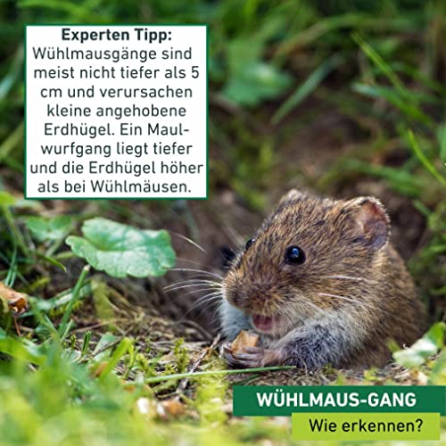 Windhager Wühlmausfalle Tube, Maulwurffalle, Lebendfalle, Tier e Röhrenfalle, Lebendfang, Maulwürfe und Wühlmäuse einfach fangen, 5,5 x 25 x 5,5 cm, 05363, Schwarz