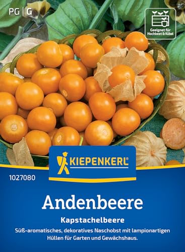 Kiepenkerl Andenbeerensamen Kapstachelbeere 1027080 – süß- aromatisch - dekoratives Naschobst -...