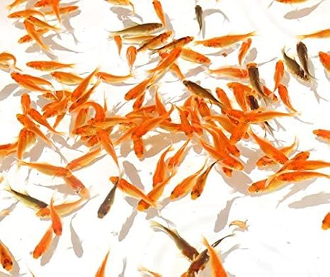 Amazon 上小赤 じょうこあか わきん 100尾 奈良県大和郡山産 産地直送魚 金魚 わきん 生体 植村養魚場 生き物 通販