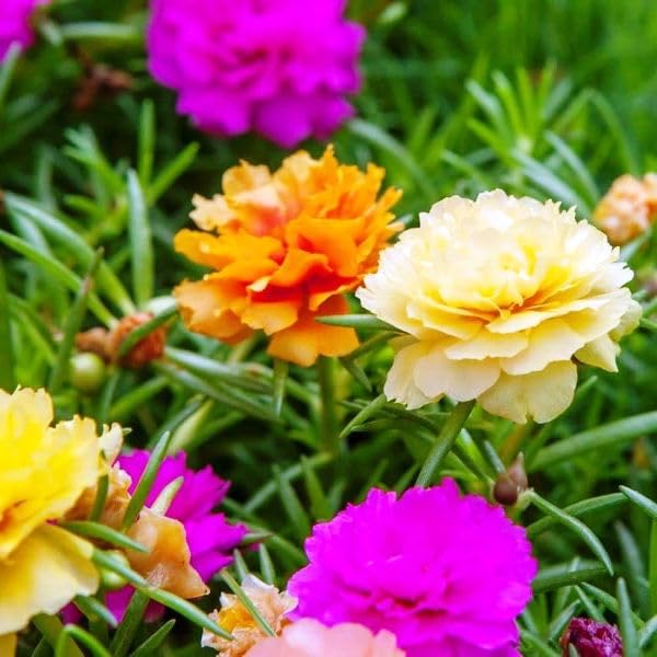 The Royal Gardening Multicolur Petal Portulaca Grandiflora Tablerose Mossrose 9 O' Clock plants Time full, Mixed Colorful Flowers, for Home Garden, Container Gardening Outdoor Plant