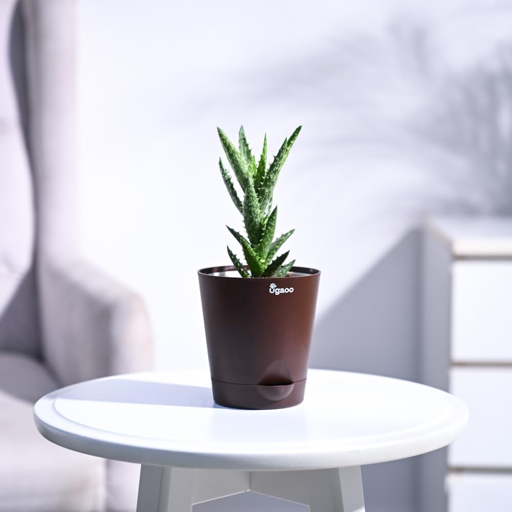 UGAOO Aloe Juvenna Succulent Live Plant with Pot-image-47