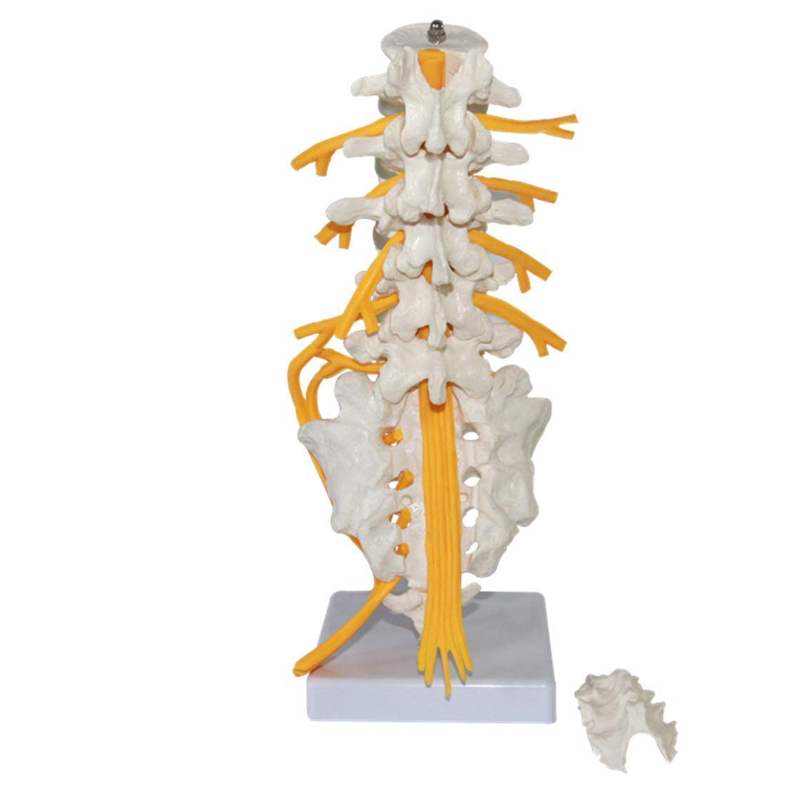 Buy Learning Tools Lumbar Spine Model 11Life Size Sacral Nerve Skeletal Anatomy Model