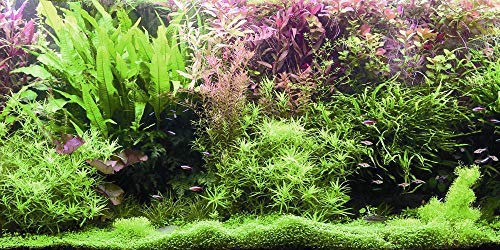 VIP.LINE Water Plants Aquarium Background Poster HD Fish Tank Decorations Landscape (72" x 28"/ 183 x 71cm)