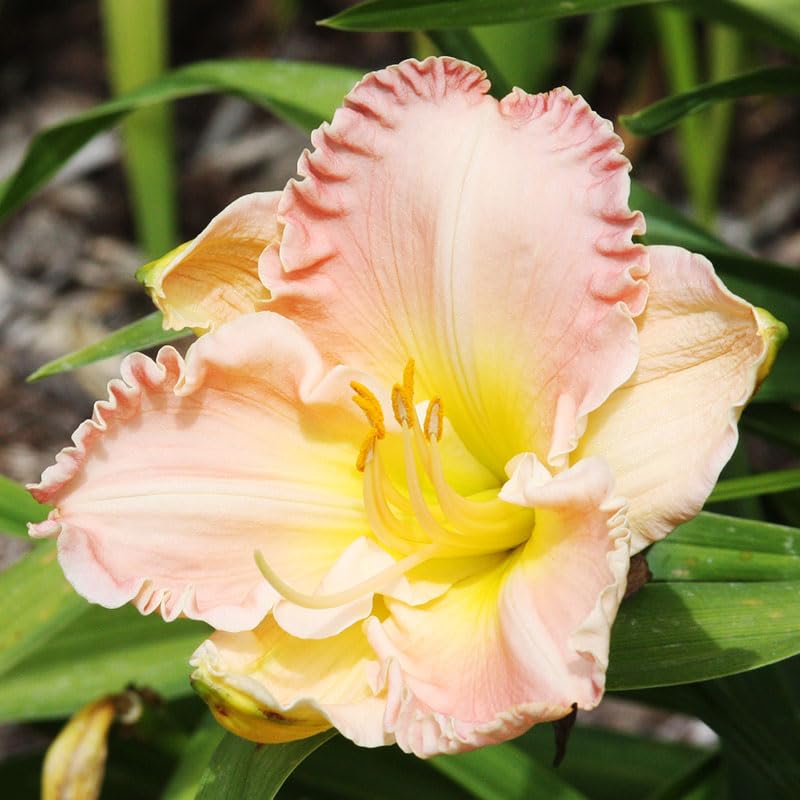 Childrens Festival Daylily Root