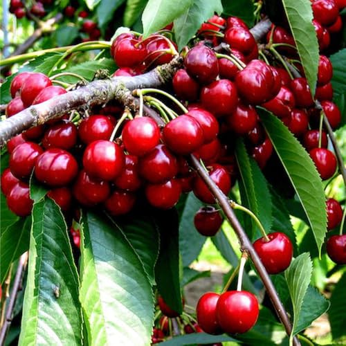 Mixrug 10+ Cherry Seeds for Planting Organic,Prunus Seeds Fast Growing, Cold Hardy Emarginata Tropical Flesh Fruit Juicy Slightly Tart Highly Nutritious