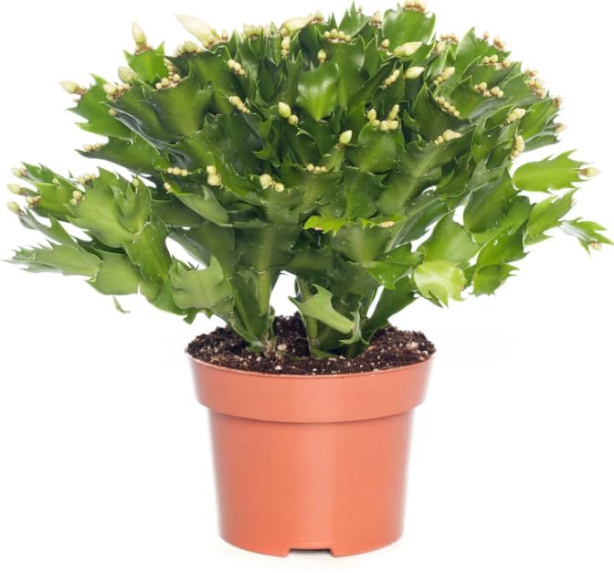 Cactus de Pascua Planta con Flores de Colores y Resistente