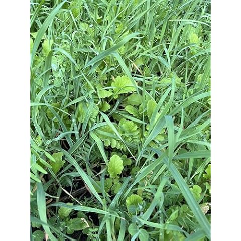 TnT Seed Company No Till Garden Cover Crop Mix Seeds, Improves Soil Health, Weed Suppression, Nitrogen Fixation, Increases Biomass, Soil Compaction, No Fillers, Throw and Grow Mix, 5 lb Bag Cover