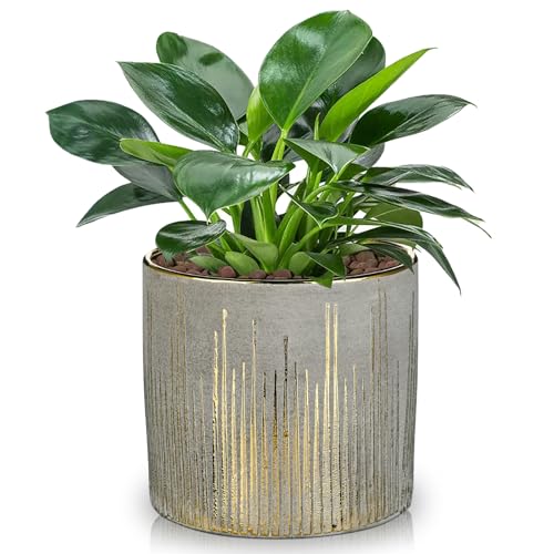 Hollyone 13.5 cm Blumentöpfe Pflanztöpfe Gold Keramik Pflanzgefäße mit Drainageloch Rund Übertöpfe Dekorative Keramiktopf für Zimmerpflanzen Sukkulenten Orchidee