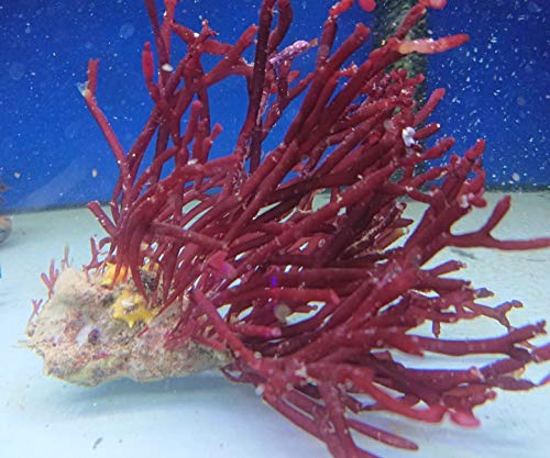Red Bamboo Marine Macro Algae Solieria spp.