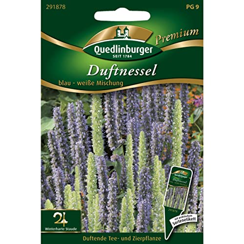 Duftnessel, blau - weiße Mischung