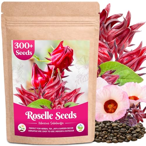 300+ Roselle Seeds for Planting - Hibiscus Sabdariffa Jamaican Sorrel Seeds Cranberry Hibiscus Red Roselle Seed for Flowers Tea & Jam Syrup Warm Season Garden Flower Seed for Home Growing
