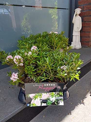 thuja smaragd 200 250 Thuja 