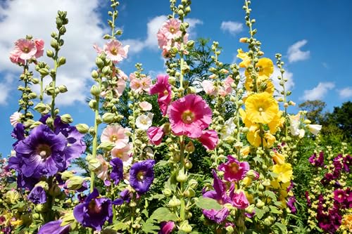 Hollyhock Seeds Mix – 350+ Double Hollyhock Seeds, Perennial Outdoor Flower, Vibrant Flowers, Non-GMO Heirloom, Attracts Pollinators, Ideal for Borders & Cottage Gardens