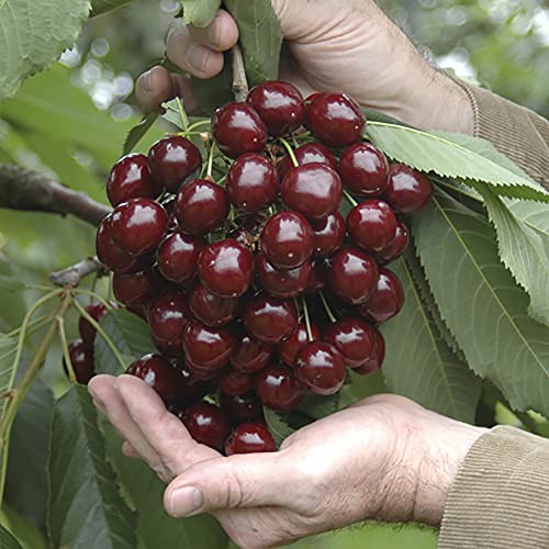 You Garden - Stella Cherry Fruit Tree in a 5L Pot 90-110cm Tall on Colt Rootstock - for Patios and Pots, Small Gardens, Delicious Soft Fruit