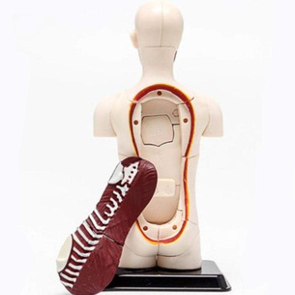 Model edukacyjny model anatomiczny ludzkie ciało narządy wewnętrzne anatomiczny model montażowy biologiczny model ludzki do pomocy dydaktycznych do szkoły, edukacyjny model szkieletu