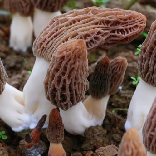 Qianpinhui Morel Mushroom Dehydrated Gourmet Morchella Conica Edible Mushrooms Organic Dried Morel Mushrooms For Cooking 3Oz/85G thumb #2
