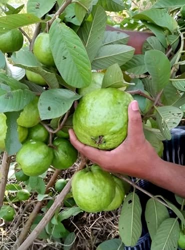 Image of Hidden Enterprise Green Guava Live Fruit Plant Traditional Indian Guava Tree | Height 1.5-2 Feet | Without Pot | Ideal for Home Garden Balcony Terrace Outdoor Growing with Healthy Roots
