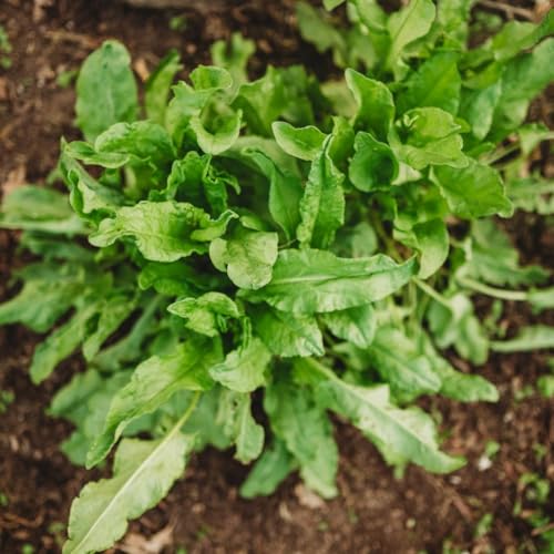 Garden Sorrel (English or Common Sorrel) - 250 Seeds - Popular Perennial Foraging Green, Great for Soups & Stews, Non-GMO Common Sorrel Seeds for Planting in The Home Garden, Thresh Seed Company
