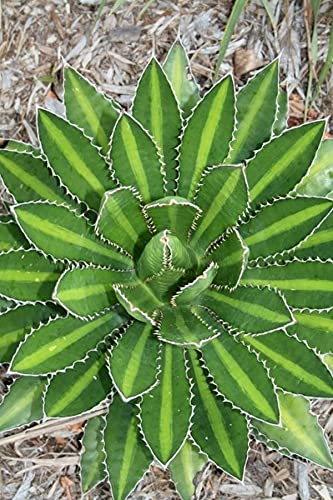 STUDIO SEED live plants outdoor | Agave Lopantha splendida Rare Live Plant (B09GVQR4XV) Amazon Price History, Amazon Price Tracker