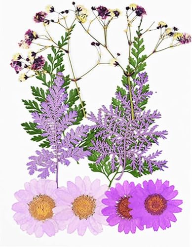 Pequeñas flores secas para prensar con diseño crisantemo miniatura 4