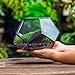 NCYP Small Glass Geometric Terrarium with Door -7.1x7.1x4.7 inches - Black Pentagon Closed Planter Pot for Succulents, Air Plants - Home Garden Office Tabletop Decoration Box (Terrarium Only)