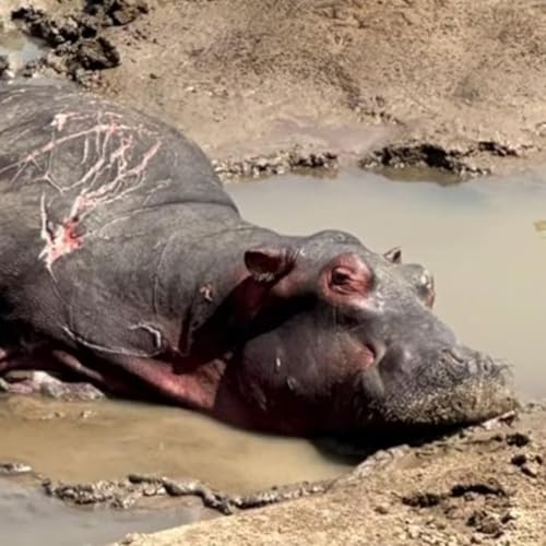 El joven Hipop&oacute;tamo. Parte primera