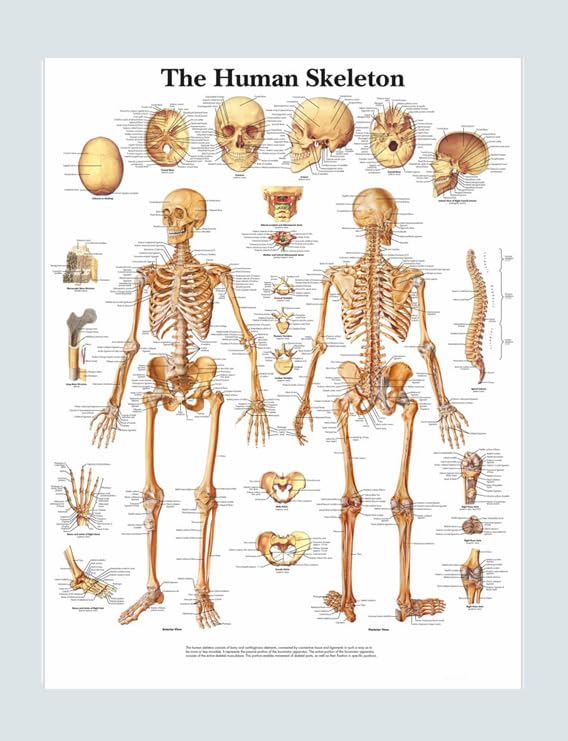 MYASKRO Skeletal System Anatomy Wall Chart – 52 × 70 cm Thick Glossy ...