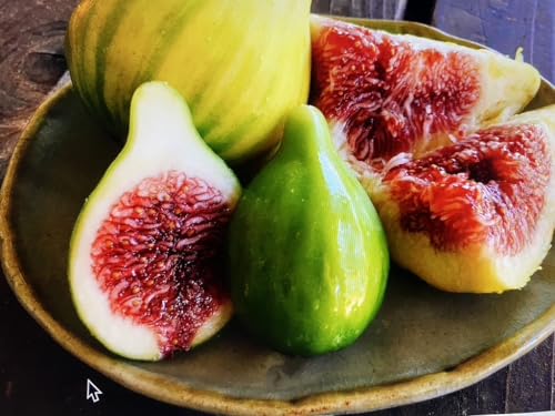 Panache Tiger Fig Cuttings