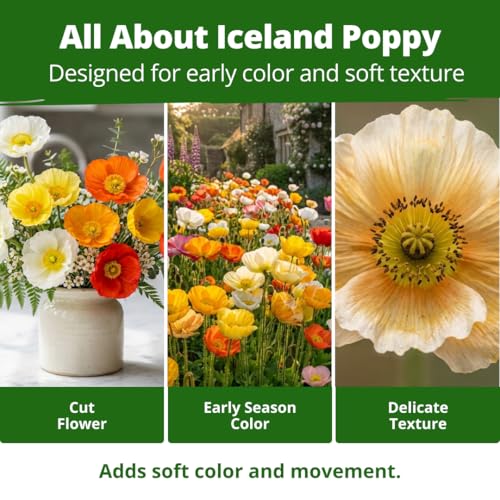 Image of HOME GROWN Iceland Poppy Seeds, 7,000 Seeds, Papaver nudicaule