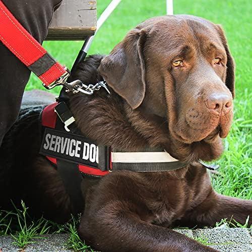 Molain Luminous Dog Vest Patches, 6 Pcs Removable Dog Harness Patches with Hook, Custom Name Patch - Service Dog, In Training, Service Dog In Training, Therapy Dog, Emotional Support, Do Not Pet