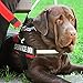 Molain 6 Stück/Set Reflektierende Hundewesten Patches Abnehmbare Hundegeschirr Patches mit Haken Custom Name Patch - Service Dog In Training Therapie Do Not Pet
