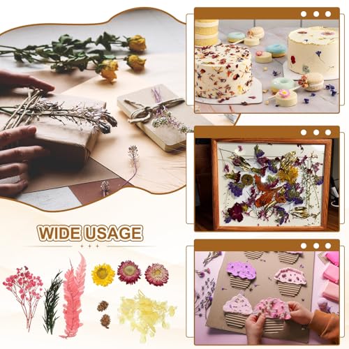 Set Natural de Flores Secas y Prensadas para Manualidades miniatura 6