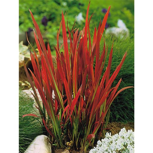 Japanisches Blutgras 'Red Baron' - Imperata cylindrica 'Red Baron', im Topf 12 cm, winterhart - 12...
