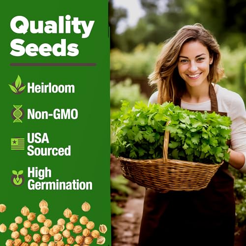 Image of HOME GROWN Non GMO 500+ Cilantro Seeds (Fast Growing) Heirloom Coriander Seeds for Planting Indoors & Outdoors Santo Cilantro Herb for Kitchen Garden, High Germination