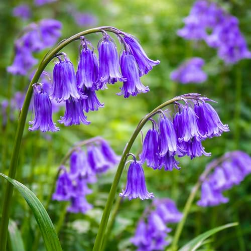 10 English Bluebell Bulbs in the GREEN Hyacinthoides non scripta Spring Flower Bulbs for Planting Shade Garden Plants Naturalising Woodland Wildflower Bare Root Spring Blooming Flower Cottage Outdoor
