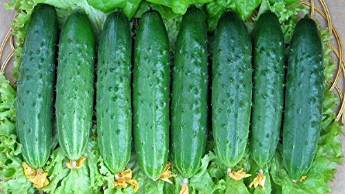 Cemeha Seeds Cucumber April F1 Giant Vine Self-Pollinated Vegetable Non-Gmo #TOP6