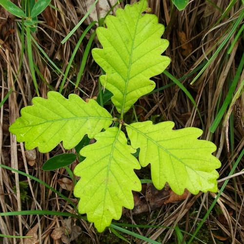 Ilmastonmuutoksen vaikutus mets&auml;talouteen