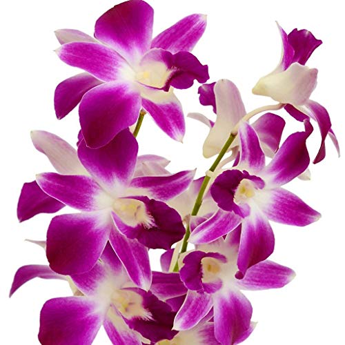 HAWAIIAN DENDROBIUM ORCHID PLANT 2