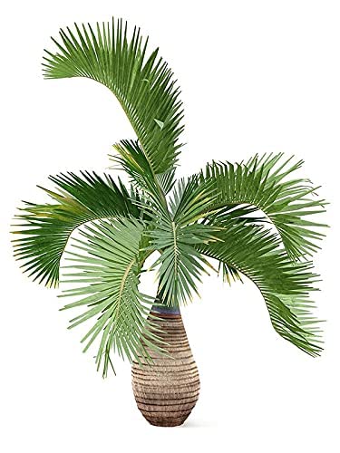 Gagan Bottle Palm" Plant for Outdoor garden Landscape Tree (1 Plant) With Pot (B0C1K8F9T5) Amazon Price History, Amazon Price Tracker