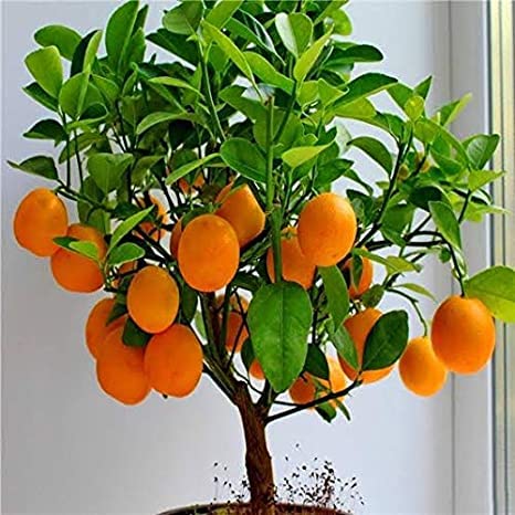 Live Orange Plant Grafted Healthy Hybrid Live Plant For Home Garden-image-42