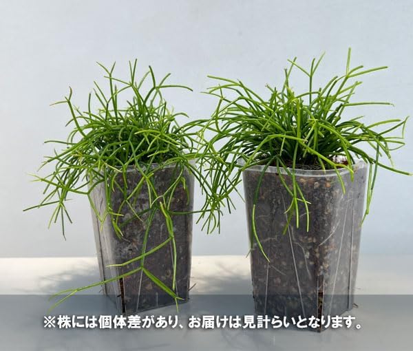 Amazon｜リプサリス：カスッサ 3.5号ネガミエル×ねこチップ植え