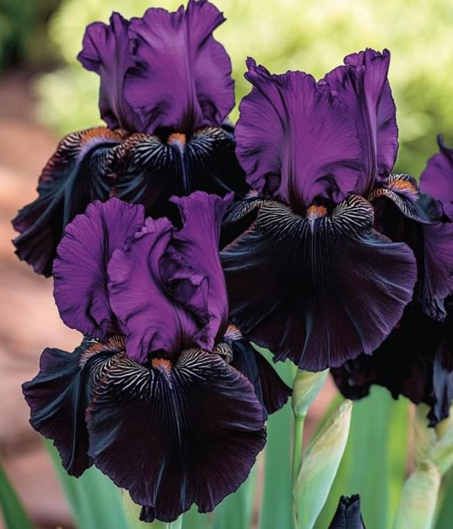 Bearded Iris Plants for Planting, Ornamental Perennial for Garden Border Yard Decor-that Grow Fast/Golden Jade Carving-6 Bulbs-D