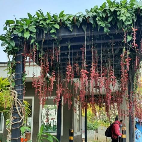 Image of Basor Lata (Scarlet Clock Vine) - Thunbergia Coccinea | Indrapushpa, Chonga Lota, Lady's Slipper Vine | Healthy Live Flowering Climber Plant | Pack of 1 Live Plant
