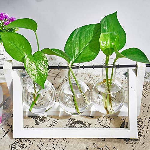 KNIKGLASS Florero Soporte de Madera, Maceta de Vaso de Vidrio Transparente con Soporte de Madera Maciza Retro Soporte de Metal para Plantas hidropónicas/jardín/Boda/decoración del hogar(3,Blanco)
