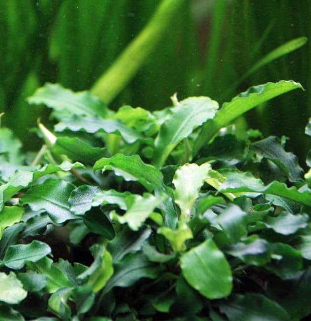Maalavya Live Aquarium Aquatic Plant Bucephalandra Green Wavy Leaf (7 to 10 Leaves with Pot) (Pack Of 1) (B0B31WC8PZ) Amazon Price History, Amazon Price Tracker