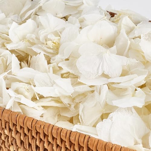 Avxzbef 1500Pcs Real Dried Ivory White Hydrangea Petals for Wedding Showers